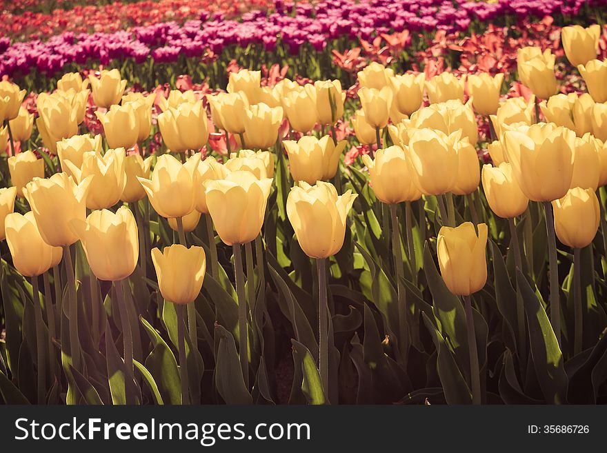 Tulips viintage retro style background retro
