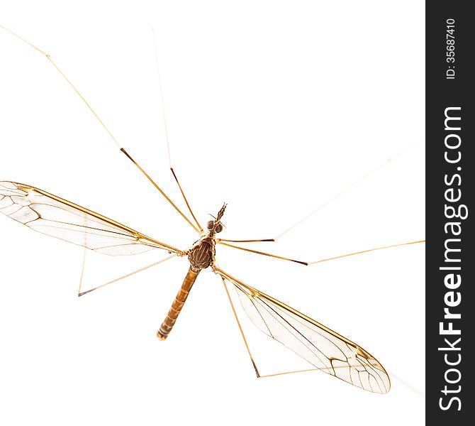 Close up of crane fly on white background. Close up of crane fly on white background