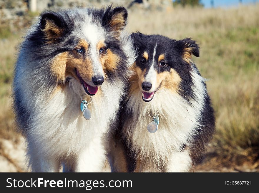 Two tri-color Shetland sheepdogs outdoors. Two tri-color Shetland sheepdogs outdoors.