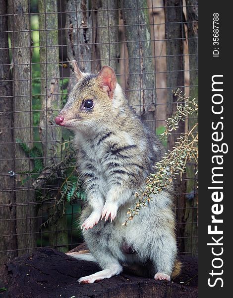 A small Australian marsupial, the Eastern Spotted Quoll.