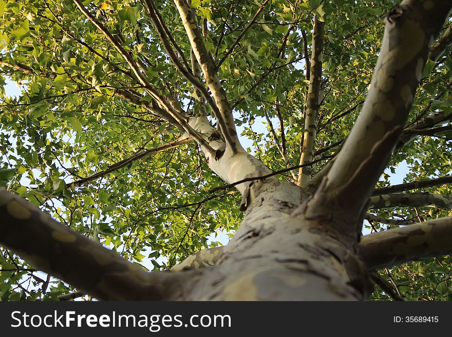 Picture tree (Platanus) from below. Picture tree (Platanus) from below