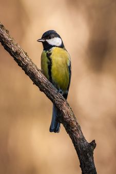 Free Great Tit Stock Photo - 35694750