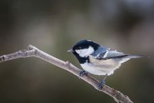 Free Great Tit Stock Image - 35694871