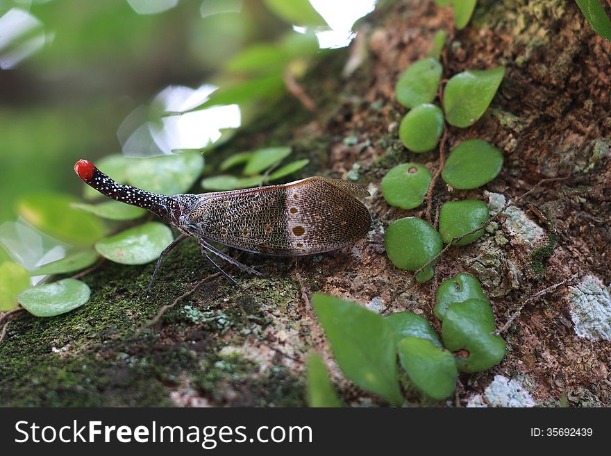 The family Fulgoridae is a large group of hemipteran insects, especially abundant and diverse in the tropics, containing over 125 genera worldwide