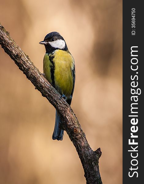 Great tit on a mossy trunk