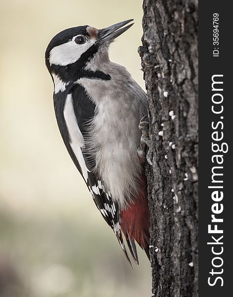 Woodpecker