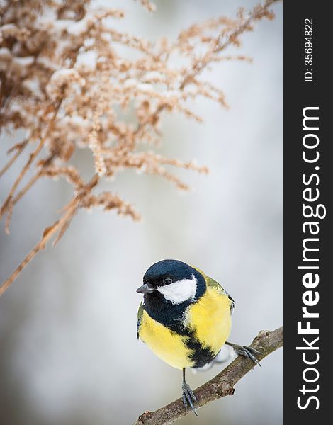 Great tit on a mossy trunk