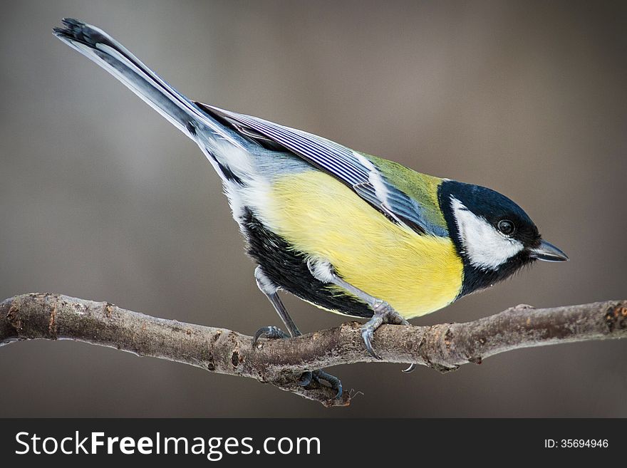 Great tit on a mossy trunk