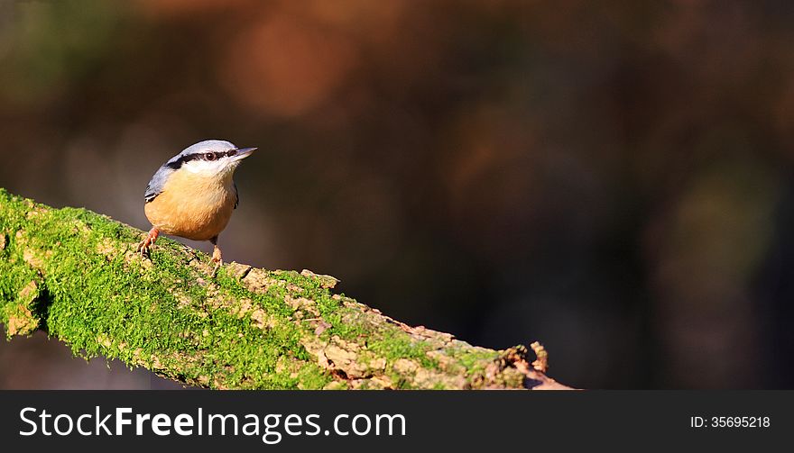 Nuthatch on a mossy branch
