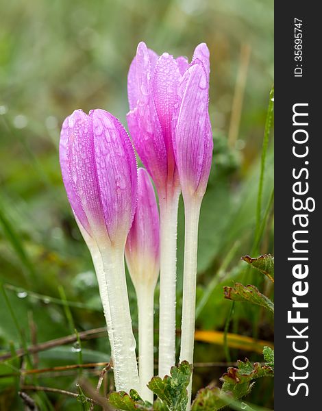 Nice dewy flower in the autumn (Colchicum autumnale)