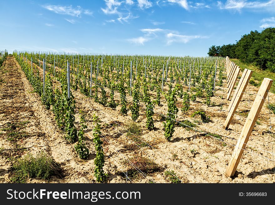 Beautiful rows of young grapes