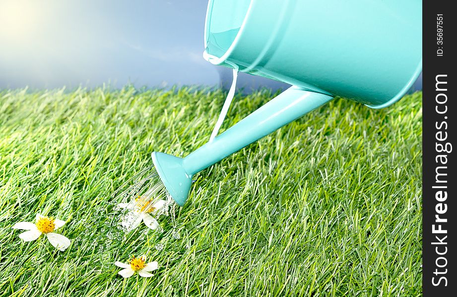 Watering from a watering can daisy flowers. Watering from a watering can daisy flowers