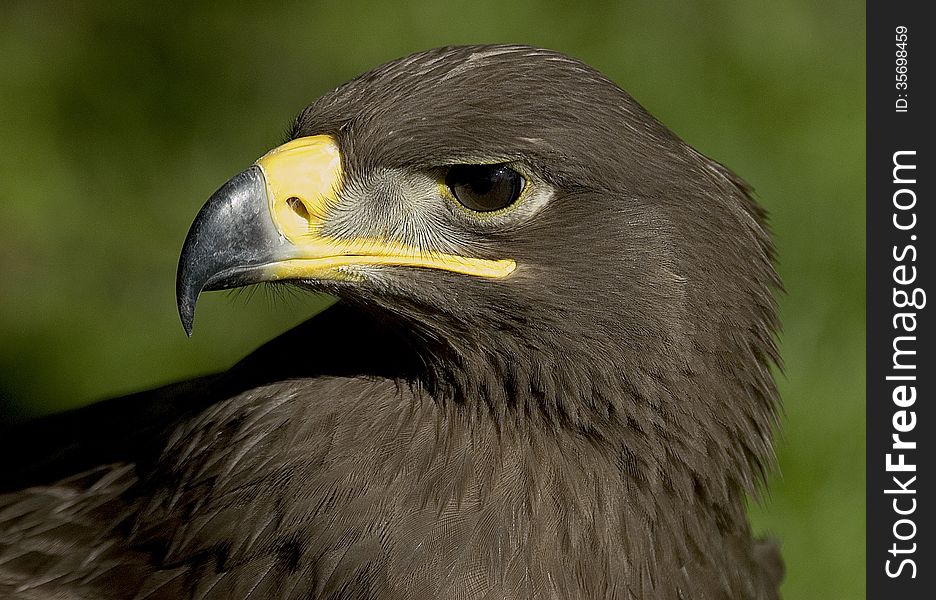 Close up profile portrait of a juvenile Steepe Eagle -Aquila nipalensis