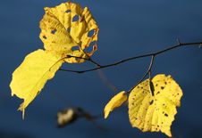 Free Autumn Royalty Free Stock Image - 3570016