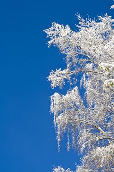 Birches 03 Stock Photos Birches 03 Stock Photos