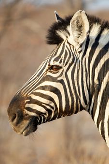 Zebra Portrait Stock Photography Zebra Portrait Stock Photography