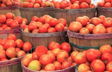 Tomatoes Royalty Free Stock Photos Tomatoes Royalty Free Stock Photos