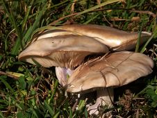 Mushrooms -  Lepista Saeva Royalty Free Stock Photography