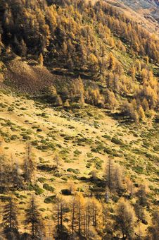 Pine Trees In Autumn Stock Photography Pine Trees In Autumn Stock Photography