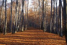 Forest Pending Winters Royalty Free Stock Photography Forest Pending Winters Royalty Free Stock Photography