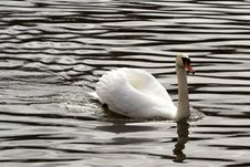 Swan On The River Stock Photo Swan On The River Stock Photo