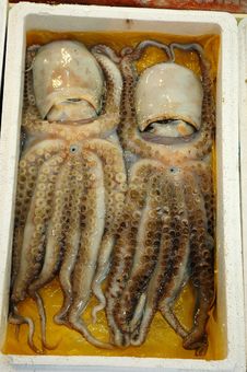 Octopus Twins Royalty Free Stock Photo