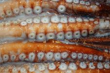 Close Up Of Octopus Royalty Free Stock Photos