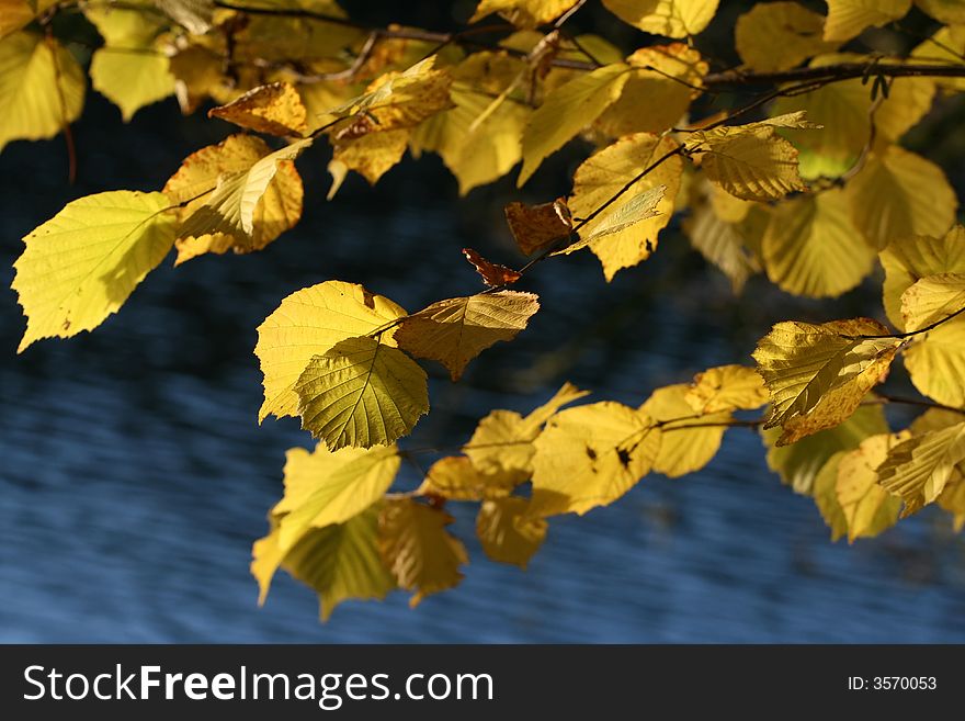 Autumnal ornament, autumnal design element, fall trees