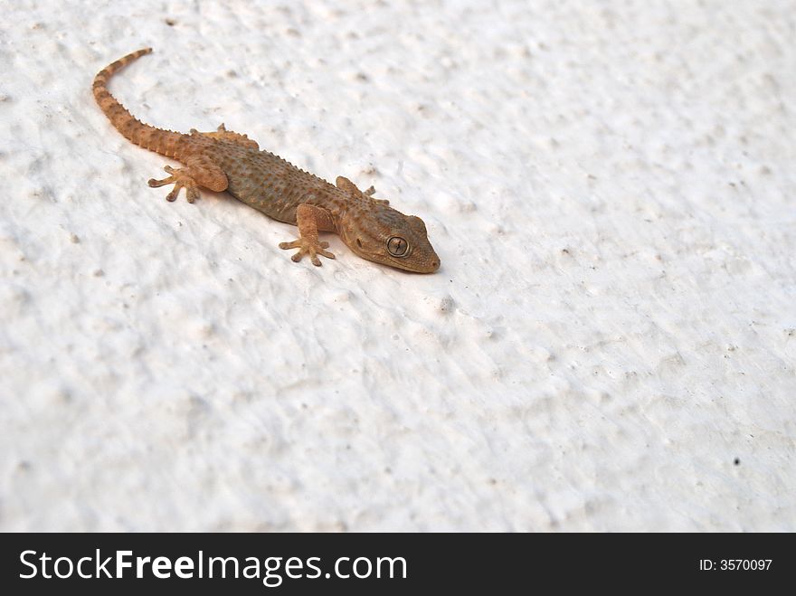 A beautiful brown patterned gecko sitting on a white structured wall watching its surroundings and enjoying the sun. A beautiful brown patterned gecko sitting on a white structured wall watching its surroundings and enjoying the sun