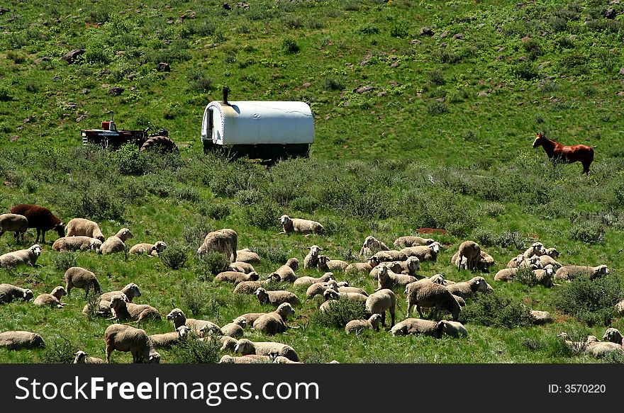 Sheepherder wagon and sheep in high desert of Idaho. Sheepherder wagon and sheep in high desert of Idaho