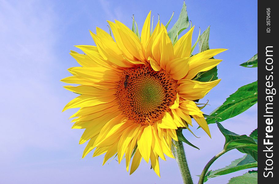 Yellow sunflower with large leaves