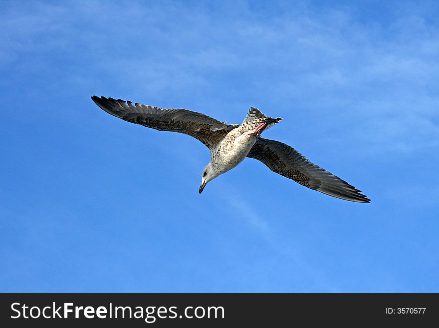 Flying seagull in blue sky