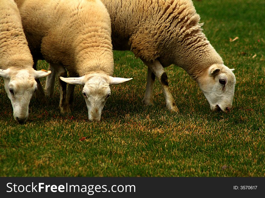Three sheep grazing on the green grass. Three sheep grazing on the green grass