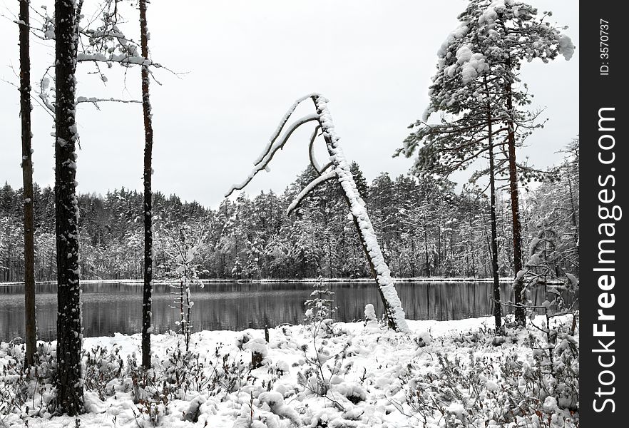 Lost lake in the winter forest