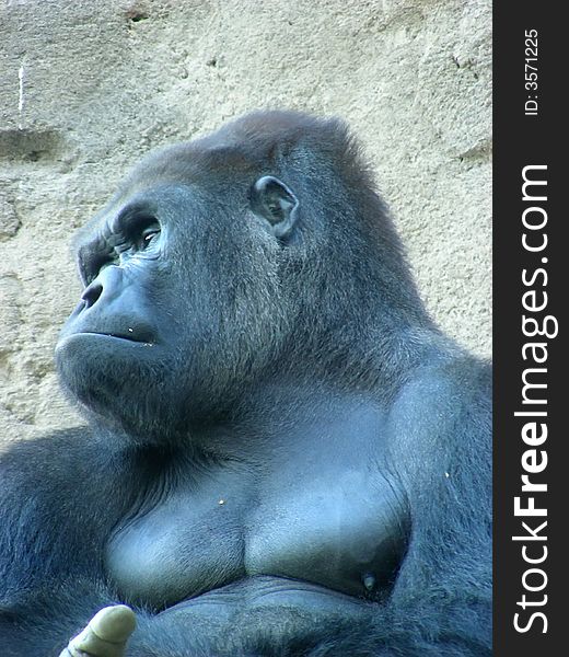 Face male gorilla back silver