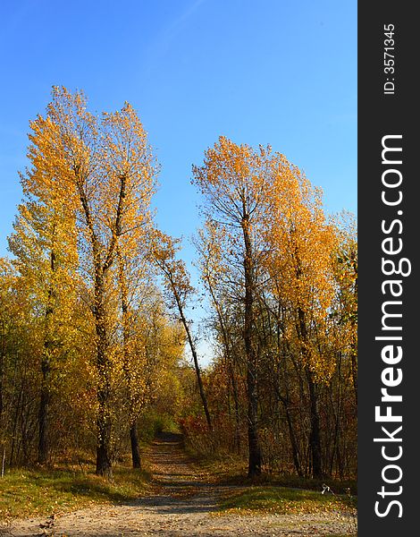 Way in the autumn forest blue sky