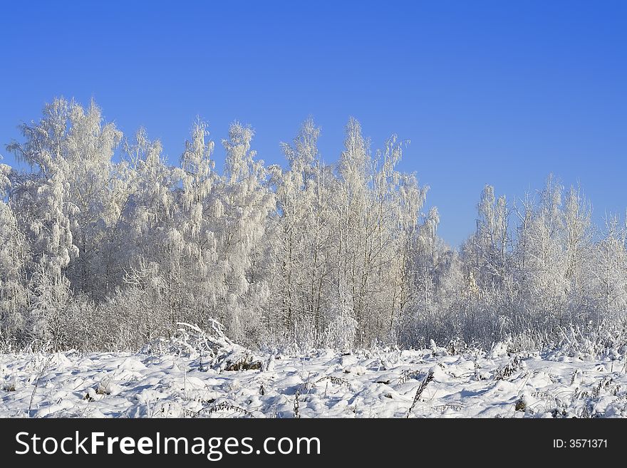 A winter forest, just after the snowfall