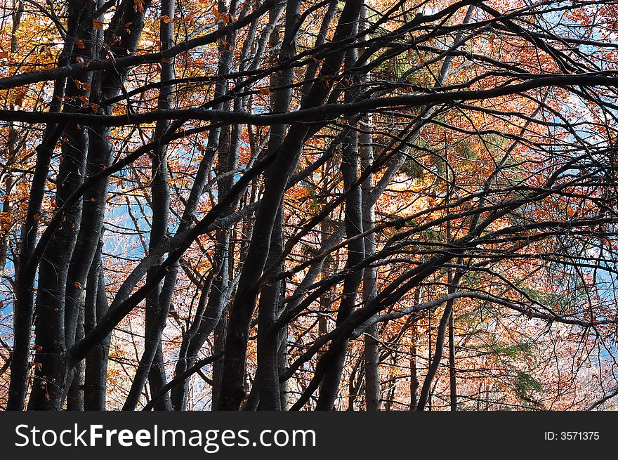 Mountain tree branches during fall season; horizontal orientation. Mountain tree branches during fall season; horizontal orientation