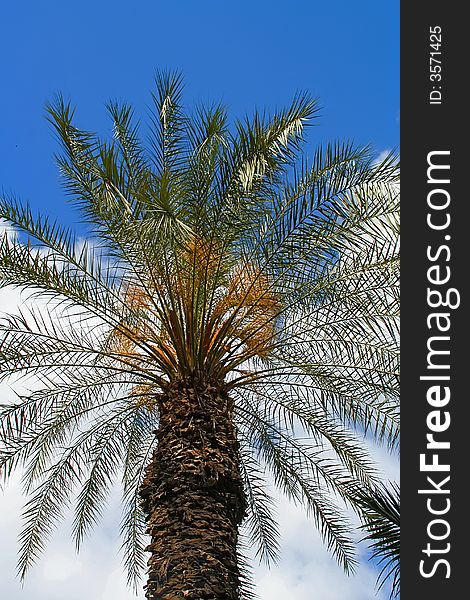 Single palm in front of a blue sky with a white clouds