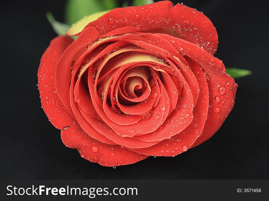 A shot of a red rose.

Camera used: Canon 40D
Lens: Canon EF 24-70mm f/2.8
Filter: None. A shot of a red rose.

Camera used: Canon 40D
Lens: Canon EF 24-70mm f/2.8
Filter: None