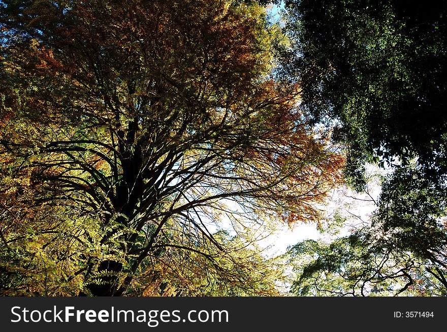 Trees view upwards, fall season