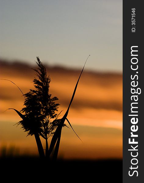 Plants are photographed as silhouette against a great sunset. Plants are photographed as silhouette against a great sunset