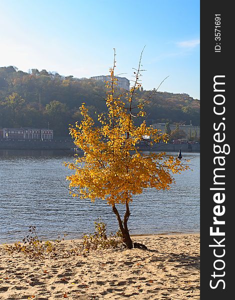 Yellow tree on a background the river and blue sky