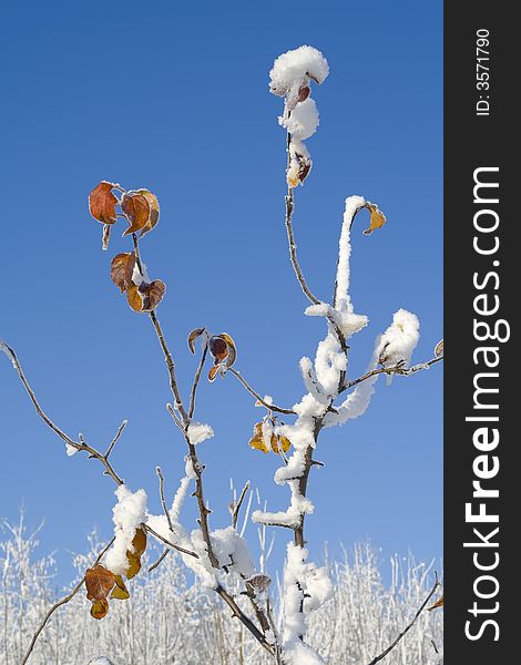 Close-up of leaves with rime