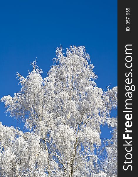 Birches just after the snowfall. Birches just after the snowfall