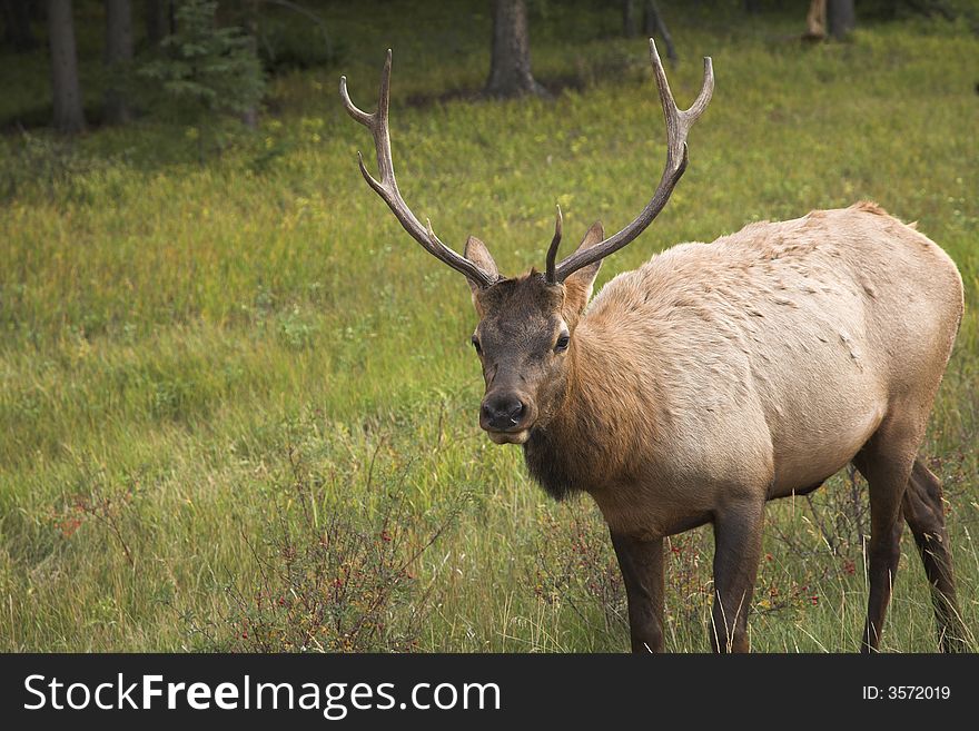 The elk is grazed on a marge of a wood in reserve. The elk is grazed on a marge of a wood in reserve