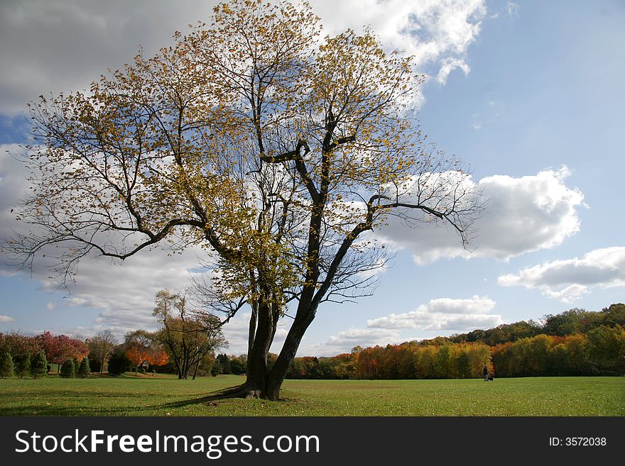 Tree in an autumn setting with almost all the leaves dropped. Tree in an autumn setting with almost all the leaves dropped.