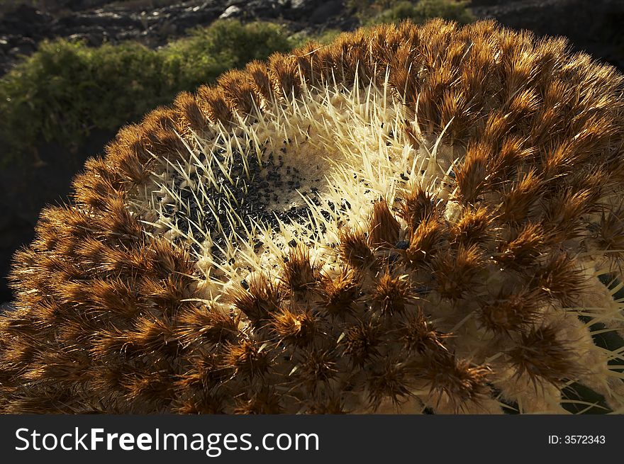 Big brown cactus plant closeup