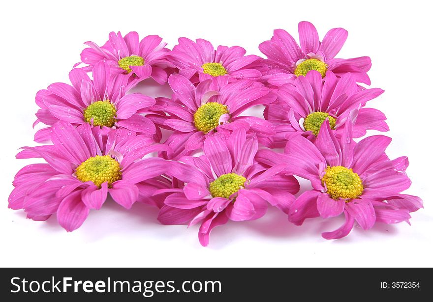 Pretty pink flowers isolated on white. Pretty pink flowers isolated on white.