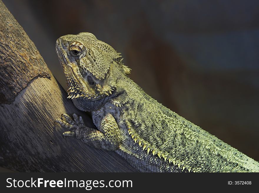 Reptile on a branch closeup